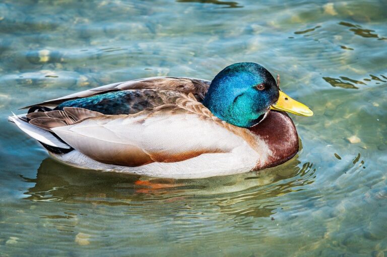 software named qellov4hazz software