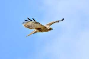 python software issue 0297xud8