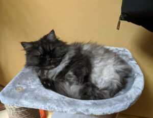 toy whit chemical likzaproz