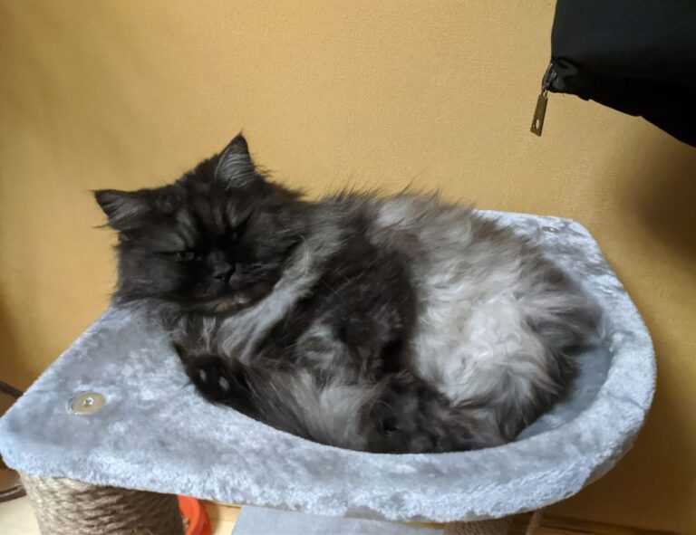 toy whit chemical likzaproz